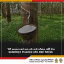 කිරි කැපීම අතහැර දැමූ ඔබේ රබර් වගාවෙන් නැවත ඉහළ ආදායමක් ලබාගමු!