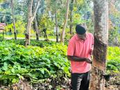 Insurance Scheme for Rubber plantations